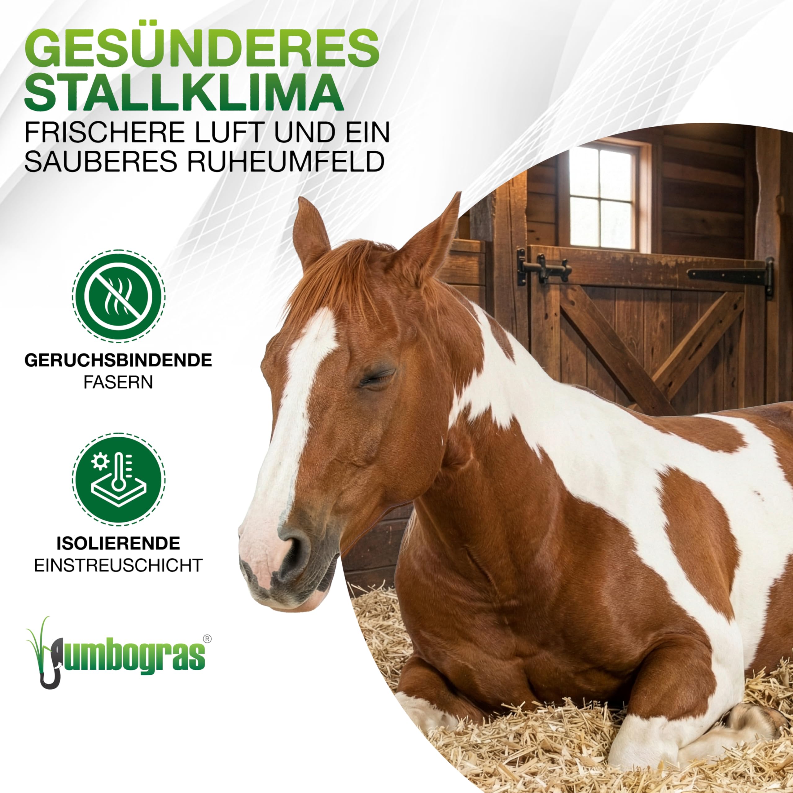 Jumbogras® Großtier- Pferdeeinstreu aus Miscanthus|Elefantengras|Chinagras-Häcksel, Streu statt Stroh, Holz, Sägespäne, Pellets in Box|Stall|Paddock Mist-frei (10 x 24 kg Vorratspack)