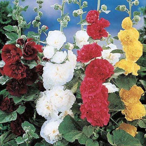 Multi-Colored Double Flowering Hollyhocks Dormant Bare Root Perennial Plants, 3-Pack
