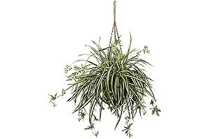 Nearly Natural Faux Spider Plant in Hanging Basket