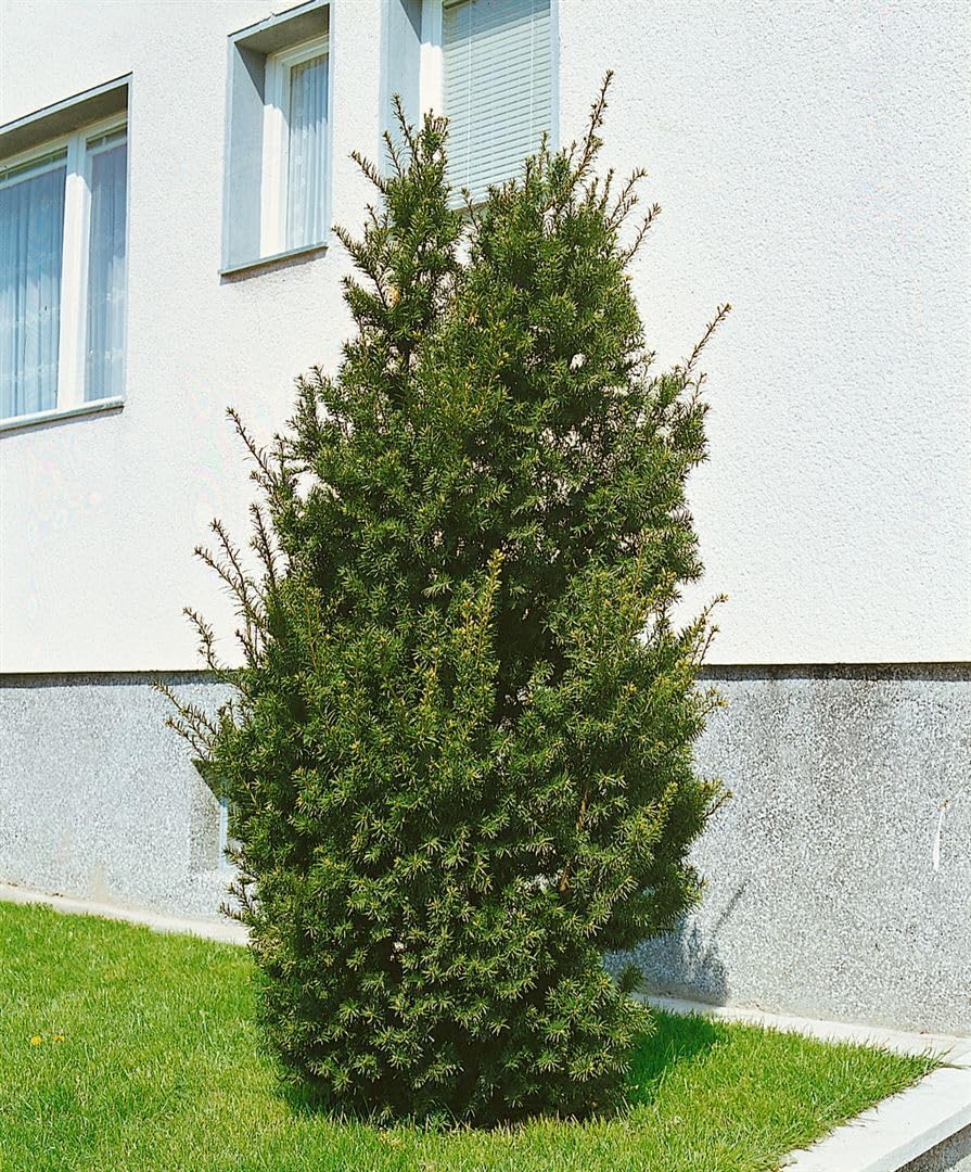 Taxus baccata 'Overeynderi' 40-50 cm  Immergrn, Winterhart, Pflegeleicht   Eibe Kugel  Formgehlz fr Kbel & Garten : Amazon.de: Garten