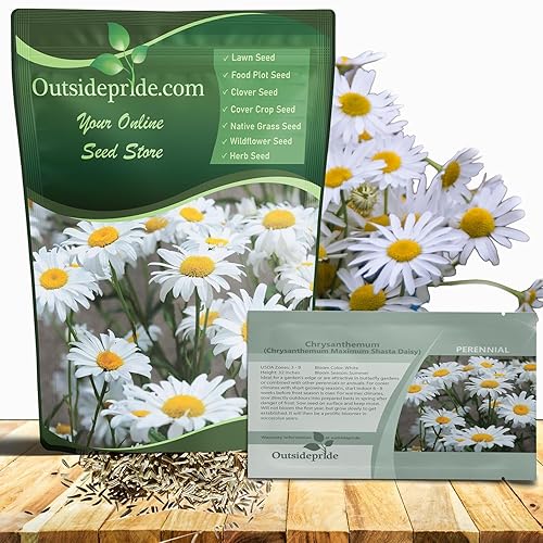 Outsidepride Shasta Daisy Chrysanthemum Seeds - 5000 Pcs. Perennial Deer
