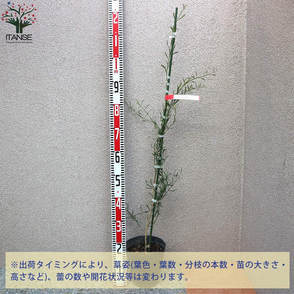 Amazon.co.jp: フィンガーライム デザートライム 接木2年生18cmポット