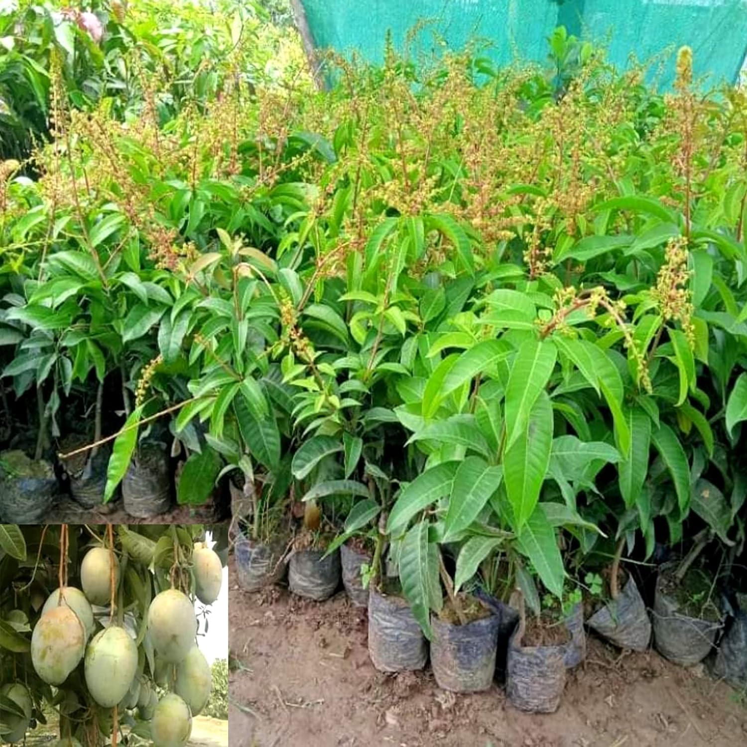 See full amazon price history chart for ALL TIME MAGO PLANT (PACK OF 2) GRAFTED- Fruit Tree - Live Outdoor Garden Plant ALL TIME MAGO PLANT (PACK OF 2) GRAFTED- Fruit Tree - Live Outdoor Garden Plant (B0CY54396J) Amazon Price History, Amazon Price Tracker