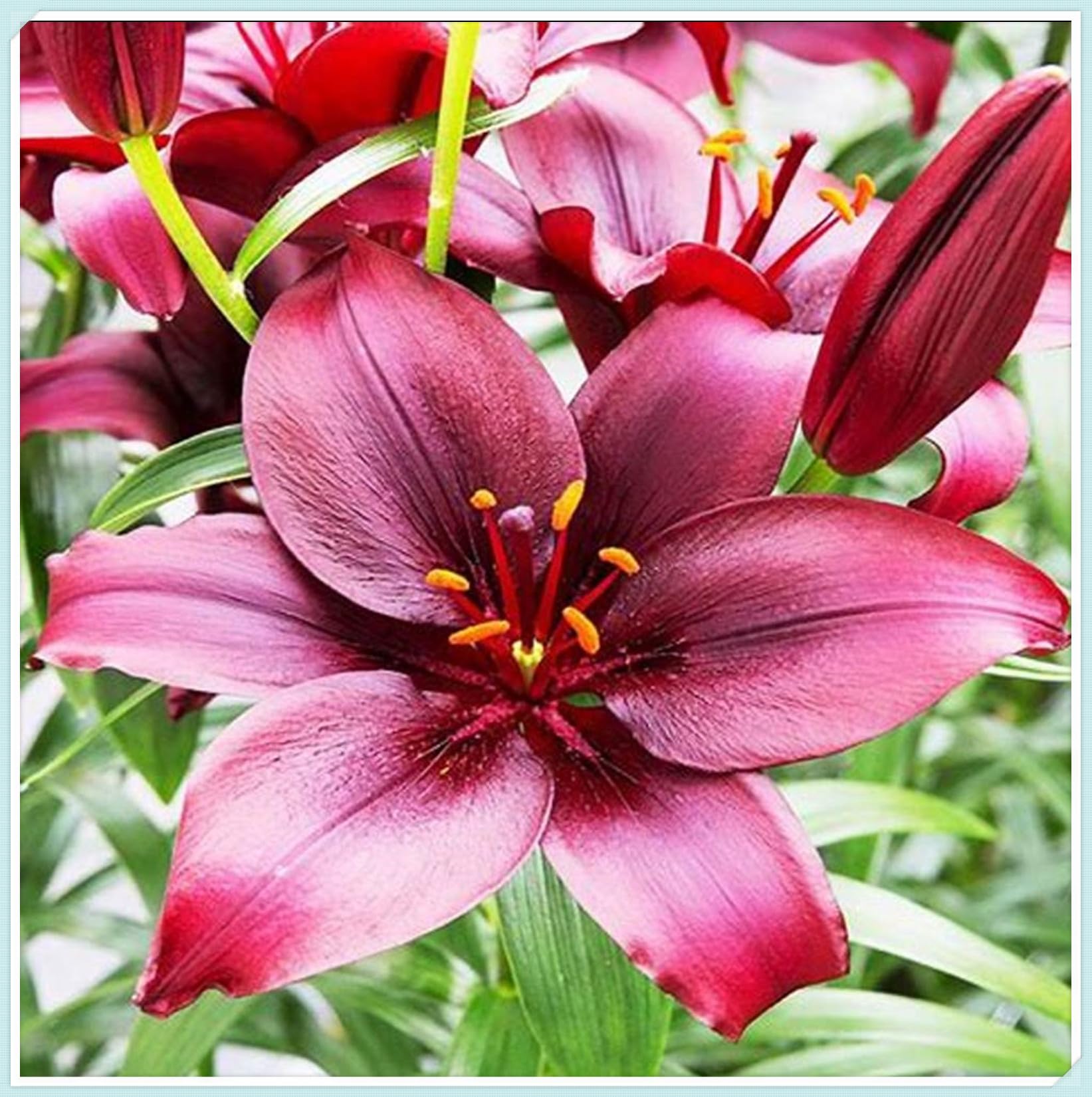 Lily Bulbs for Planting Now UK,Lily Bulbs Potted,Plants,Rhizome,Ornamental,Resistant,Bedding,Gorgeous-10bulbs-B โ image 1