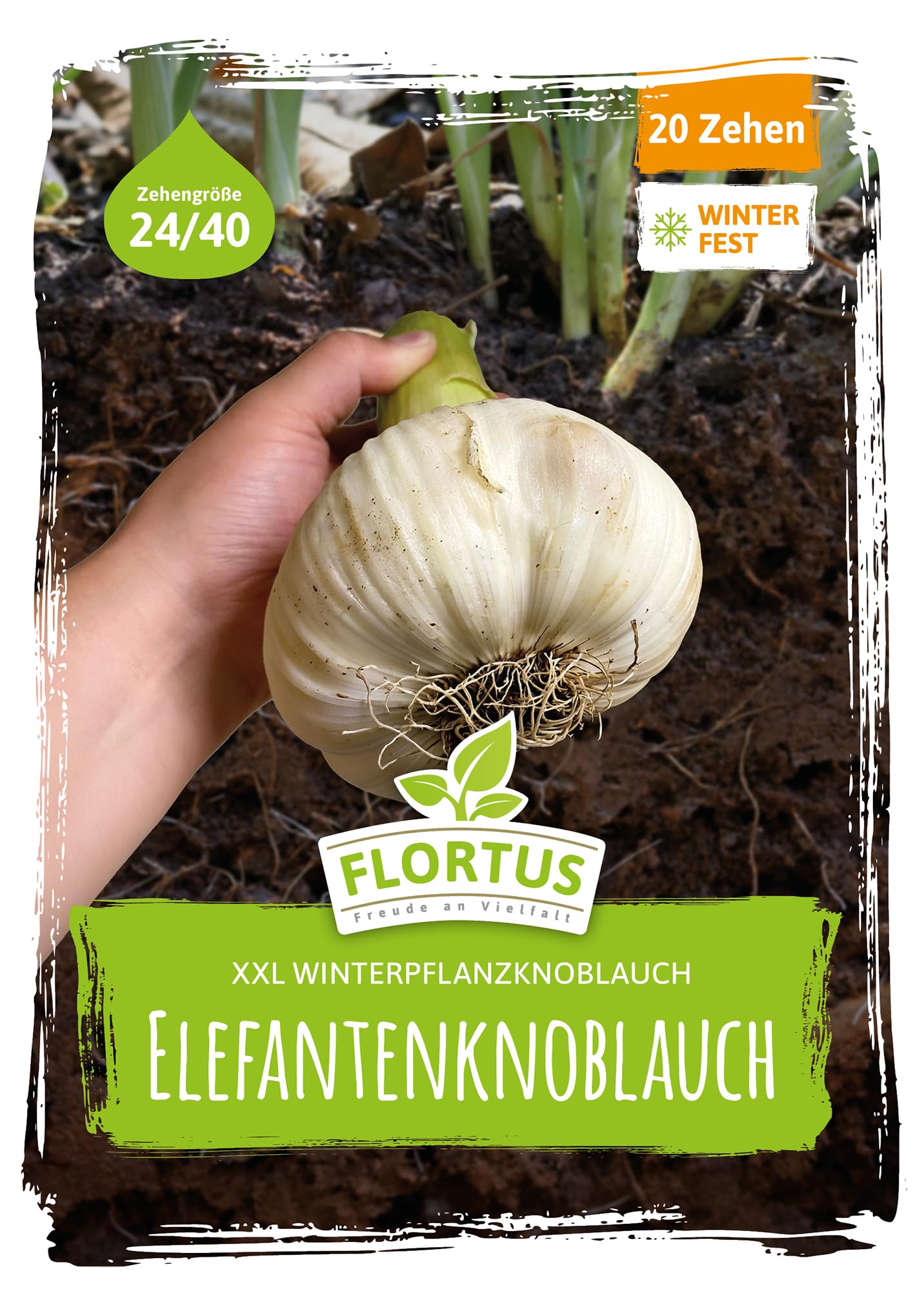 FLORTUS – Winterpflanzknoblauch Elefantenknoblauch 20 Zehen zertifiziertes Pflanzgut, keine Samen – Zehengröße 24-40 mm – winterhart, sehr große Steckzehen mit mildem Geschmack