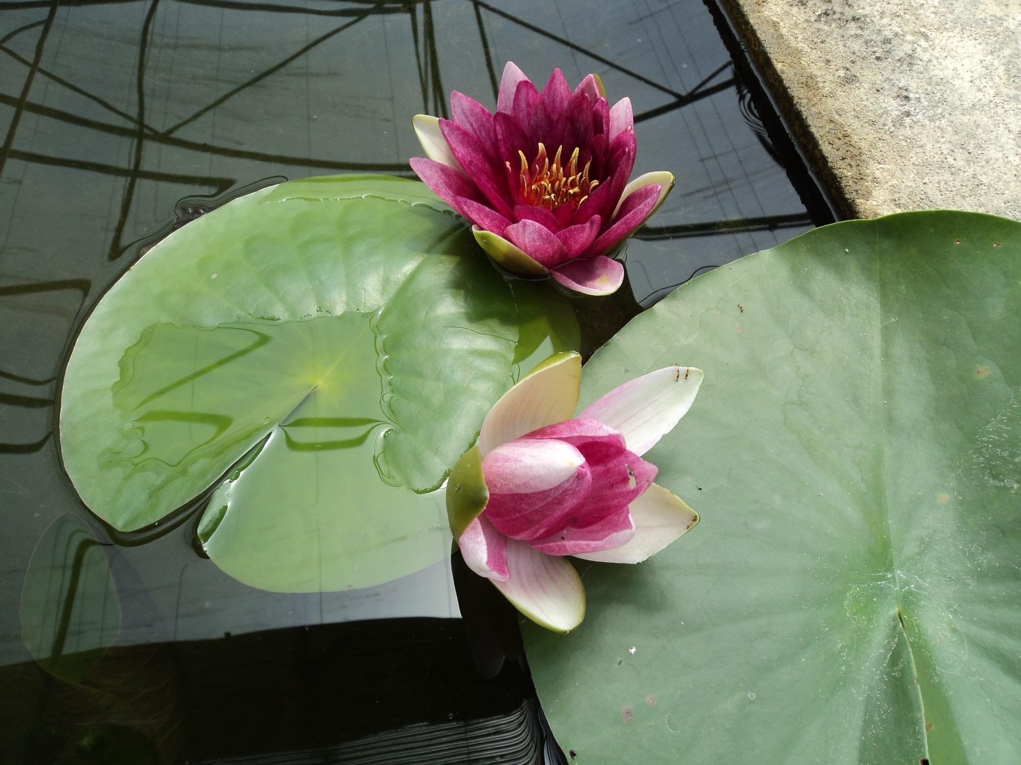 Lincolnshire Pond Plants Ltd - Rembrandt Water Lily - Pond Plants - MW22-Potted