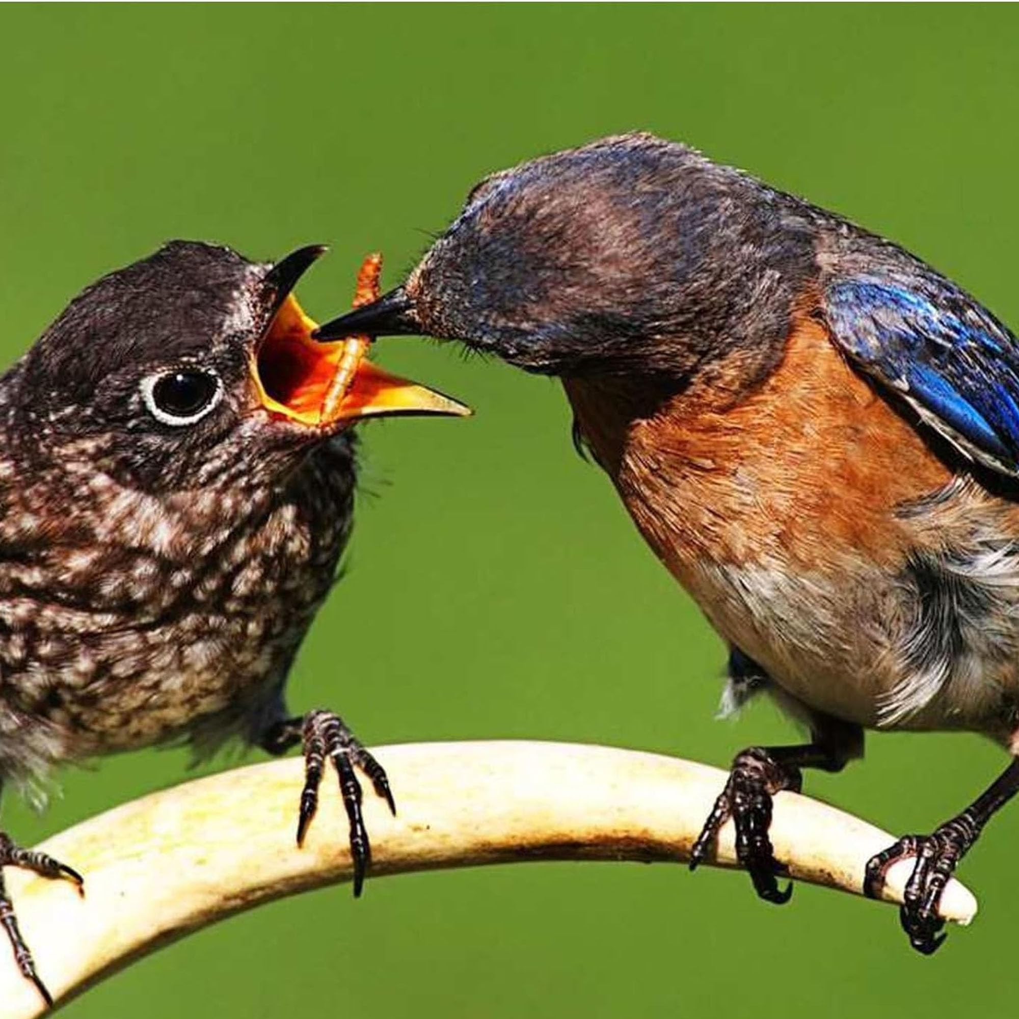 Ambiopet Soldatenfliegenlarven (Hermetia) getrocknet 5kg Packung, Black Soldier Fly, Protein- und fettreiches Wildvogelfutter, reich an Calcium und Laurinsäure - 5