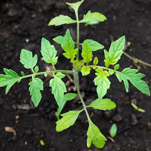 Miniatura 2 de Seed Needs, Tiny Tim Semillas de tomate  80 semillas tradicionales para plantar Lycopersicon esculentum  Determinadas en miniatura sin OMG y sin