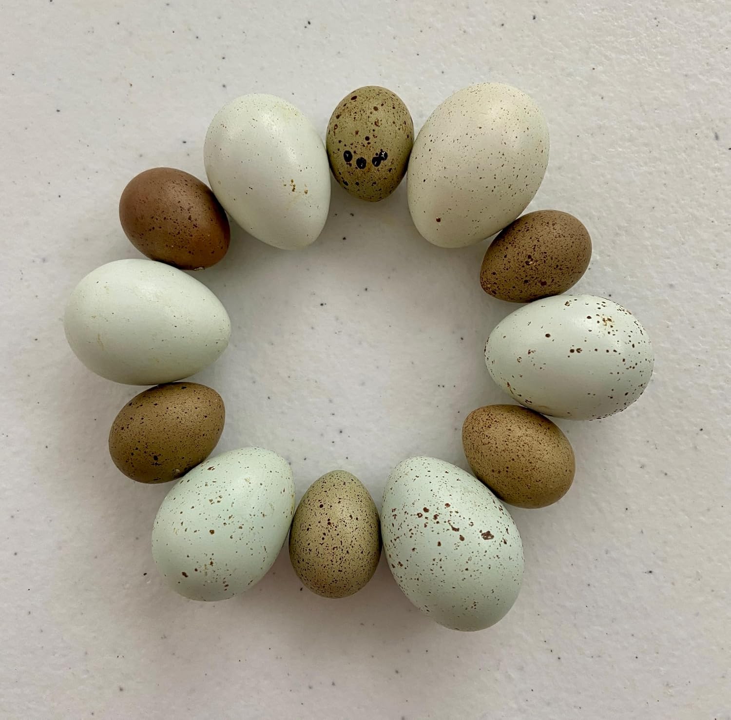 Premium Button & Celadon Coturnix Quail Hatching Egg Set - 12 Eggs Total (6 Button Eggs and 6 Celadon Coturnix Eggs) - Shipped in Foam