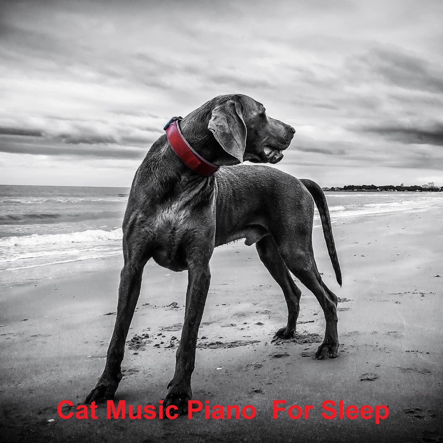 Picture of Music For Pets Home Alone song by Music for dog's joys, Music For Cats ...