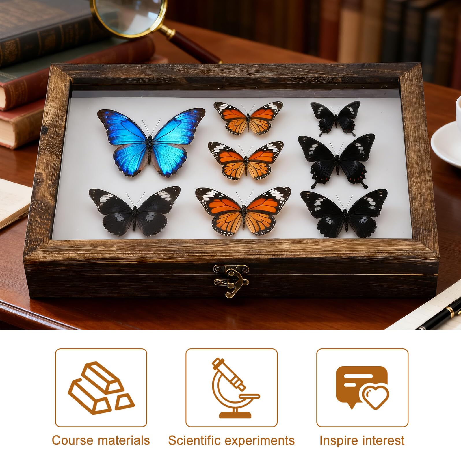 Caja de Muestras de Insectos con Tapa Transparente y Protección contra Polvo, Marco de Madera Acrílica para Exhibición y Colección de Especímenes Pequeños Estilo