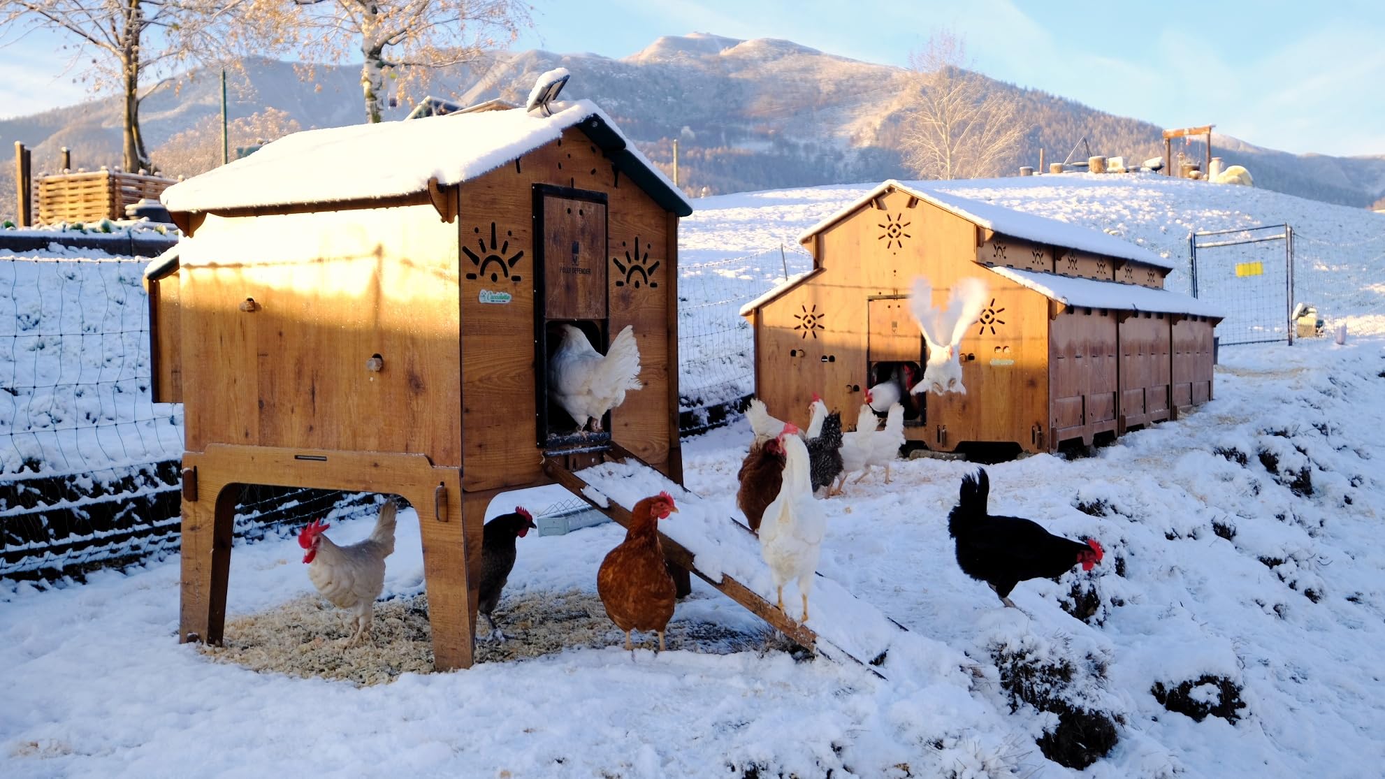 Gallinero levantado con Escalera para 8 10 gallinas Polly Duplex L con 2 Perchas 2 plazas Nido Exterior Puerta Segura Anti-depredador Fabricado en Resistente Laminado Anti ácaro Rojo