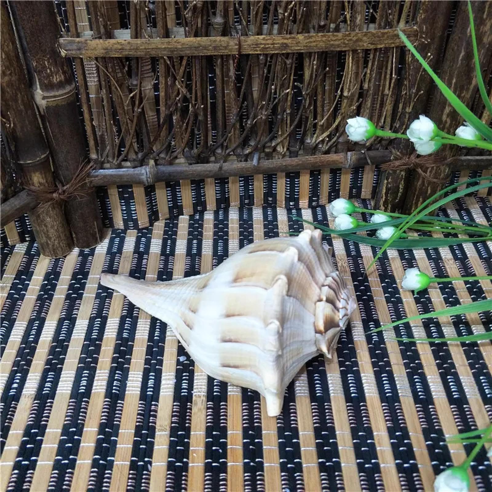 Conchiglie per artigianato, 1 guscio per acquario, paesaggistica, fischietto a conchiglia, decorazioni per finestre, 17-19 cm