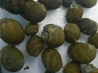 【石巻貝 ２０匹セット】イシマキガイ15匹+補償5匹 (合計20匹) 【生体】