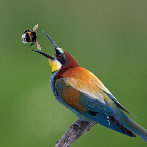 Wild Birds of Northern Europe