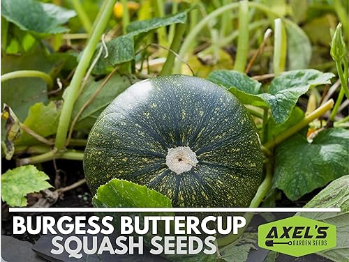 Miniatura 5 de Semillas de calabaza de invierno para plantar  Planta y cultivar calabaza ranúnculo Burgess  Instrucciones para plantar herencia sin OMG en casa al