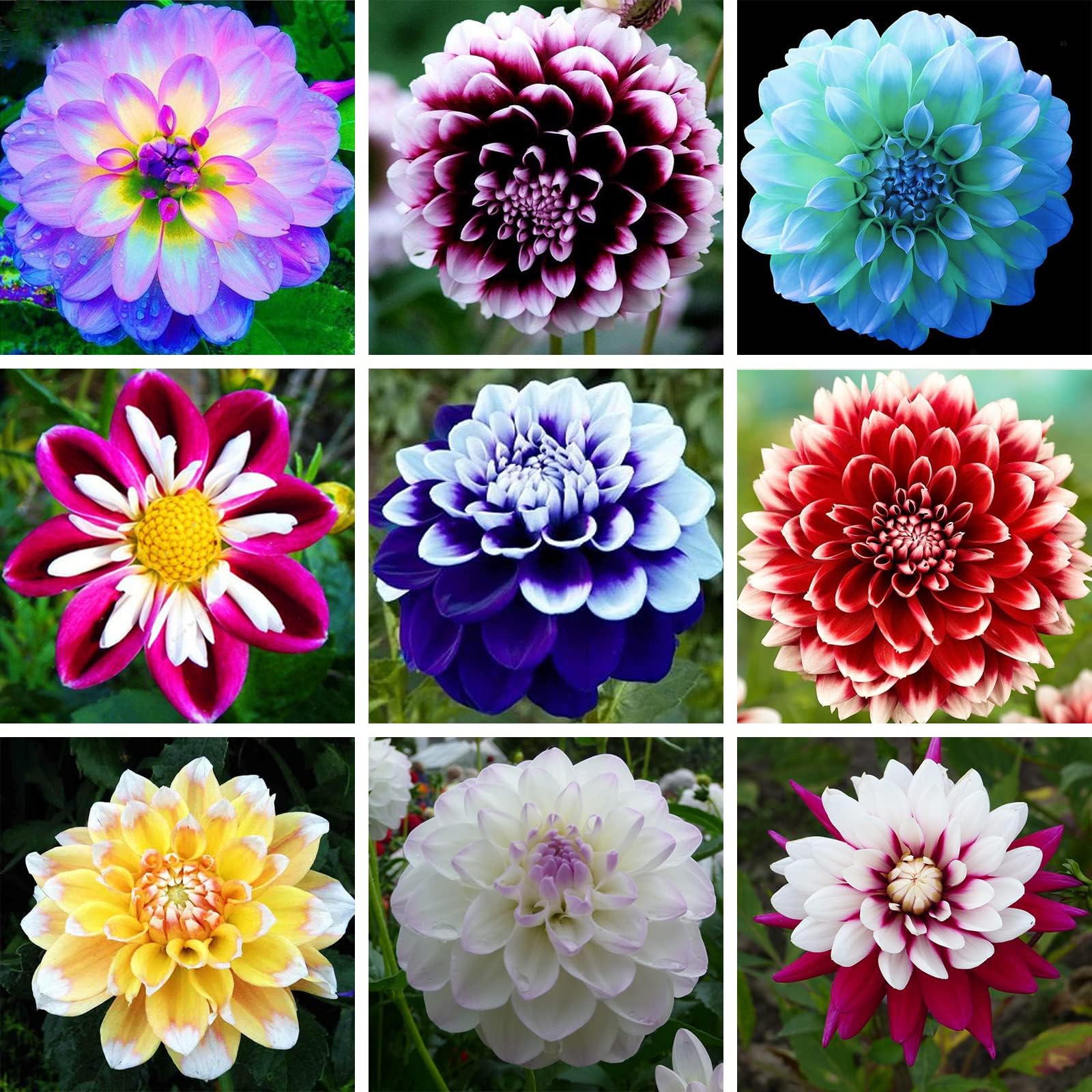 200+ Dahlia Seeds for Planting Non-GMO Perennial Flower Seeds for Home Garden