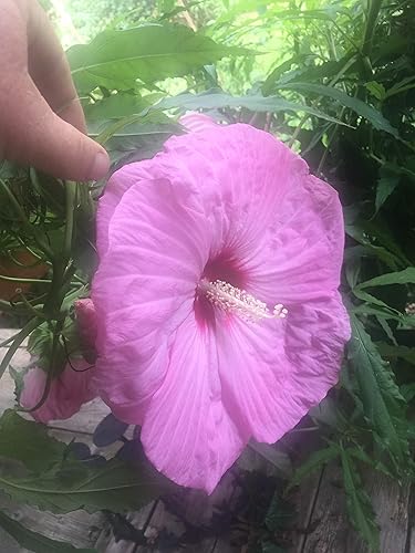 Miniatura 5 de UPC0764425787105 - Semillas de hibisco tropical, rosa gigante (Hibiscus rosa-sinensis) de Robsrareandgiantseeds UPC0764425787105 sin OMG, orgánico,