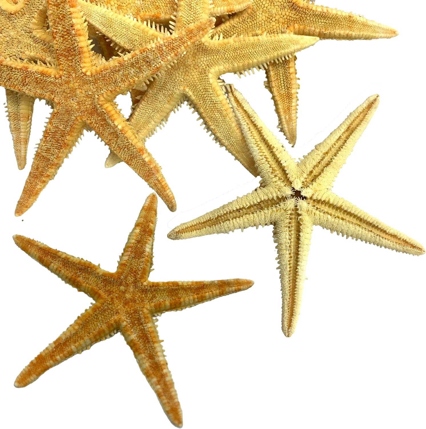 12 PCS Starfish Size 2.36 to 2.76 in for DIY Shell Frame,Marine Decor,and Craft Project,Three-Dimensional Shell Art and Unique Decoration (Starfish 12 pcs Size 2.36-2.76in)