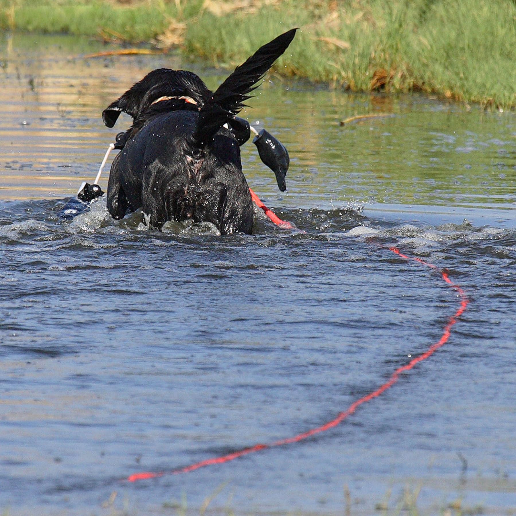 Avery Sporting Dog Schleppleine, 30 Fuß (Circa 9,14 Meter) Lang, Trainingsleine, Hundezubehör, schwimmfähig, Orange