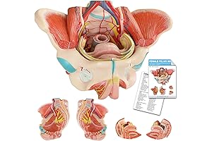 Human Female Pelvic Floor Anatomy Model for Medical Knowledge