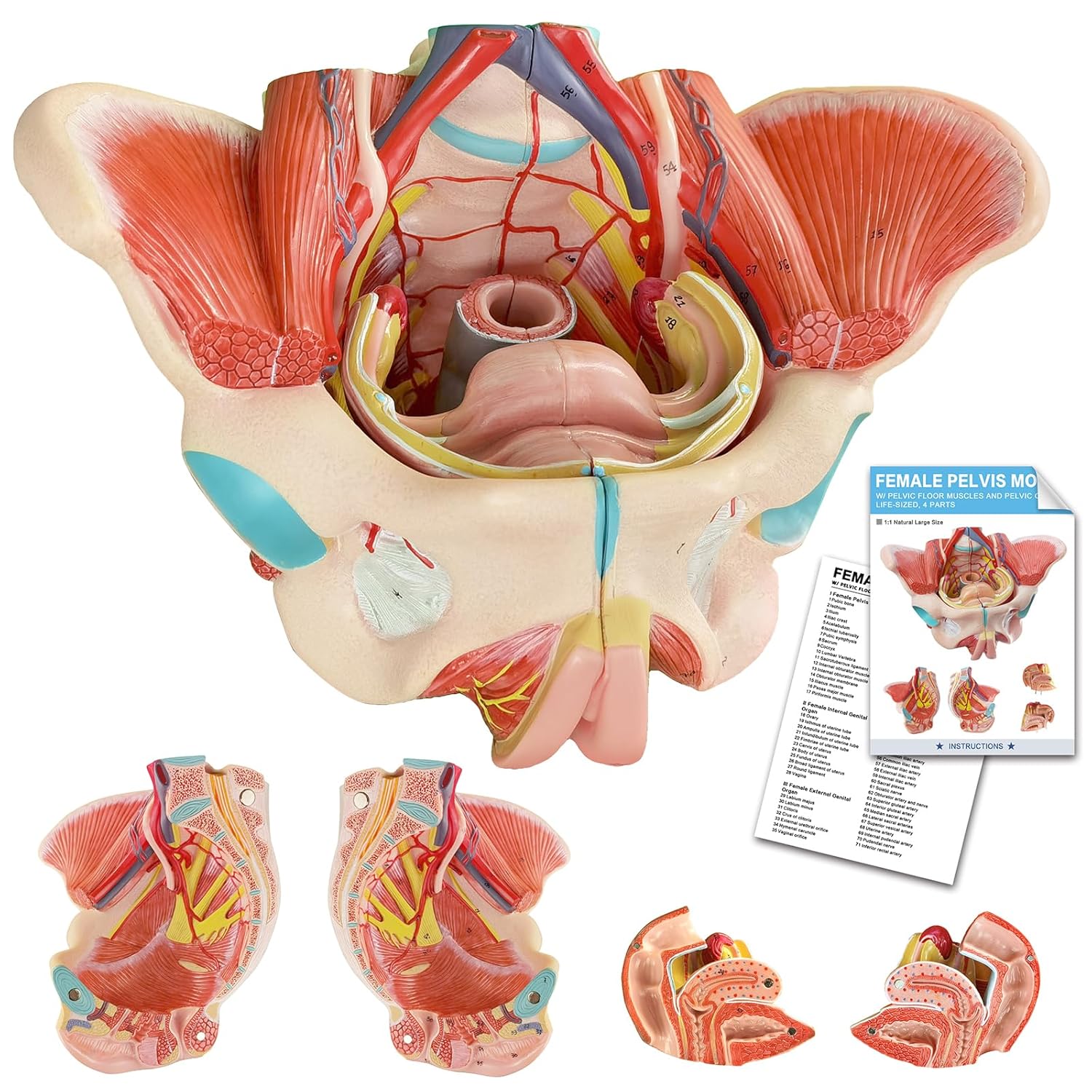 Human Female Pelvic Floor Anatomy Model, Life Size 4 Parts Female Pelvis Model with Muscles Blood Vessels Nerves Organs and Colorful Manual for Medical Science Education Study or Teaching