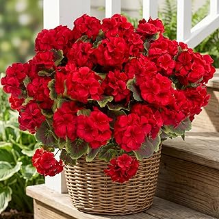 lovemoon 8 Pcs Artificial Geranium Plant Realistic Silk Flowers for Outside UV Resistant Faux Geraniums Flowers for Indoor Outdoor Home Garden Office Decoration (8, Red)