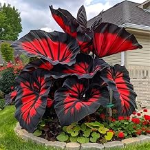 Elephant Ear Bulb for Lush Green Show, Outdoor Backyard Scenery Design Blue,C4
