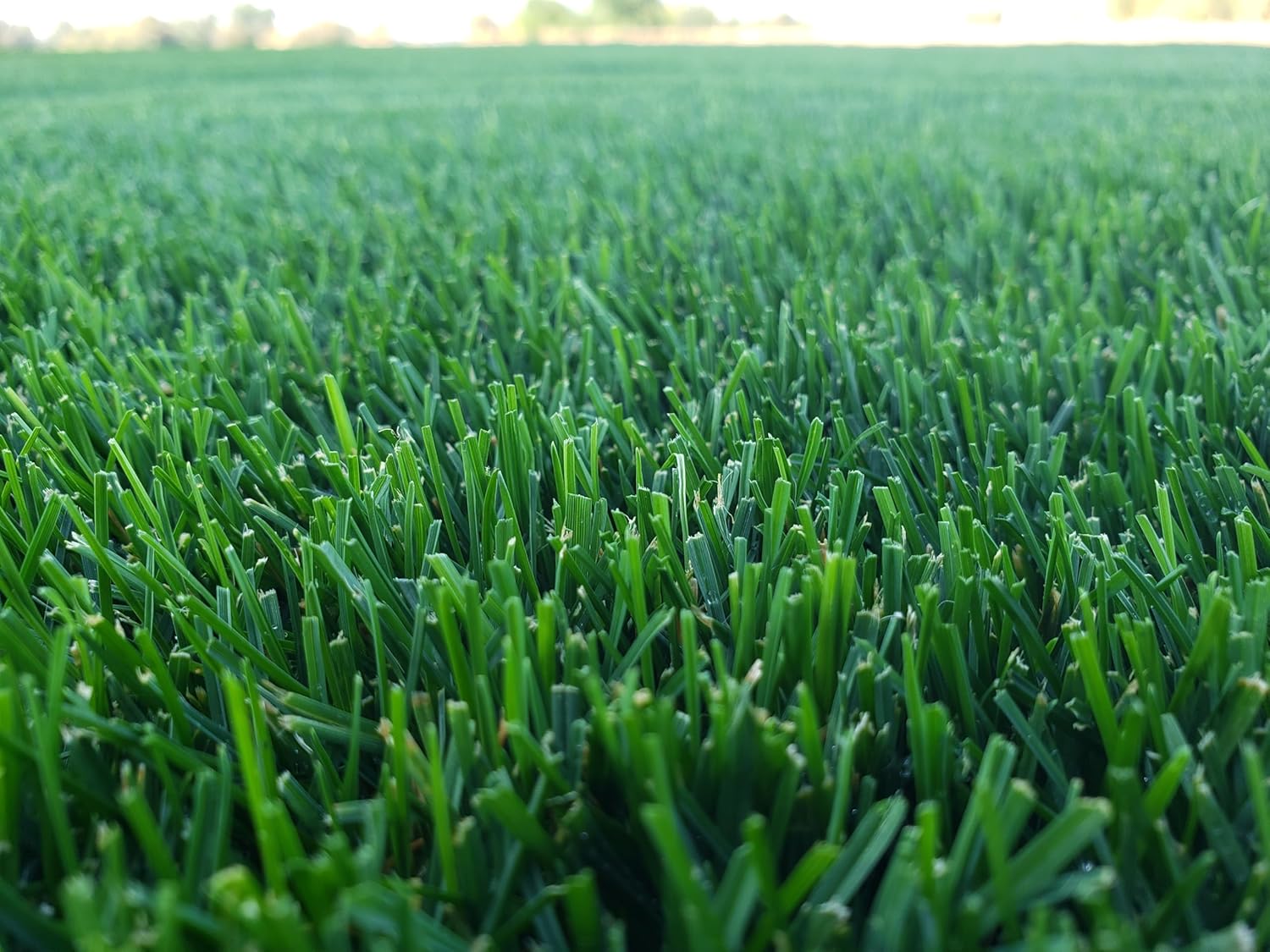 DIY Premium Double Dark Green Cool Season Grass Seed (KBG & PRG Blend) (12 LB)