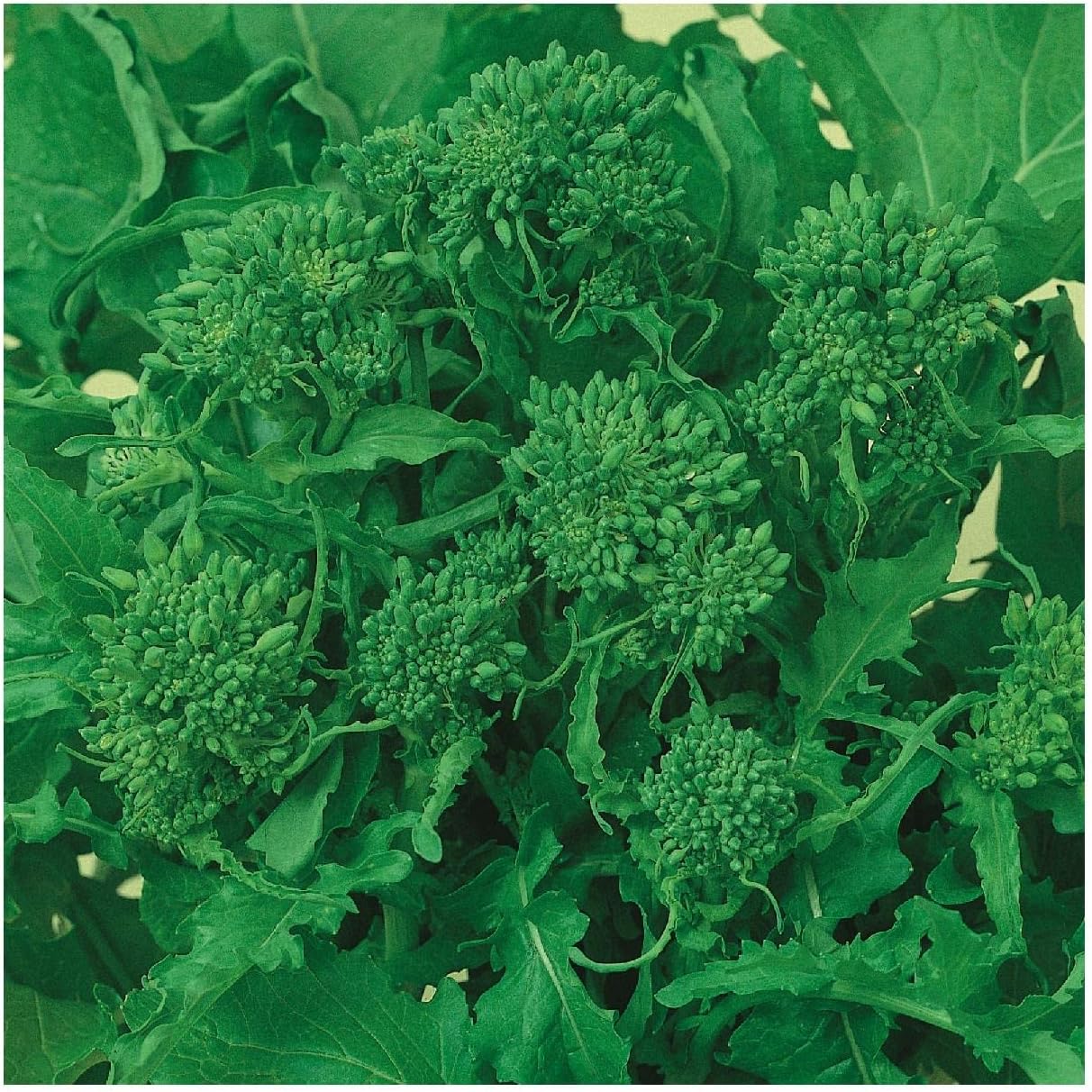 Everwilde Farms - 1 Lb Organic Rapinni Spring Raab Broccoli Seeds - Gold Vault Packet