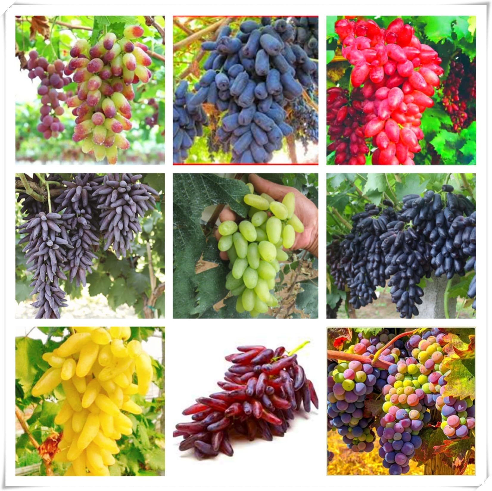 Grape Bulbs for Planting Now UK Ornamental Perennial Natural Organic Excellent Display Greening Flower Unique Good for Containers Cold-Resistant Easy Plant-5bulbs-N