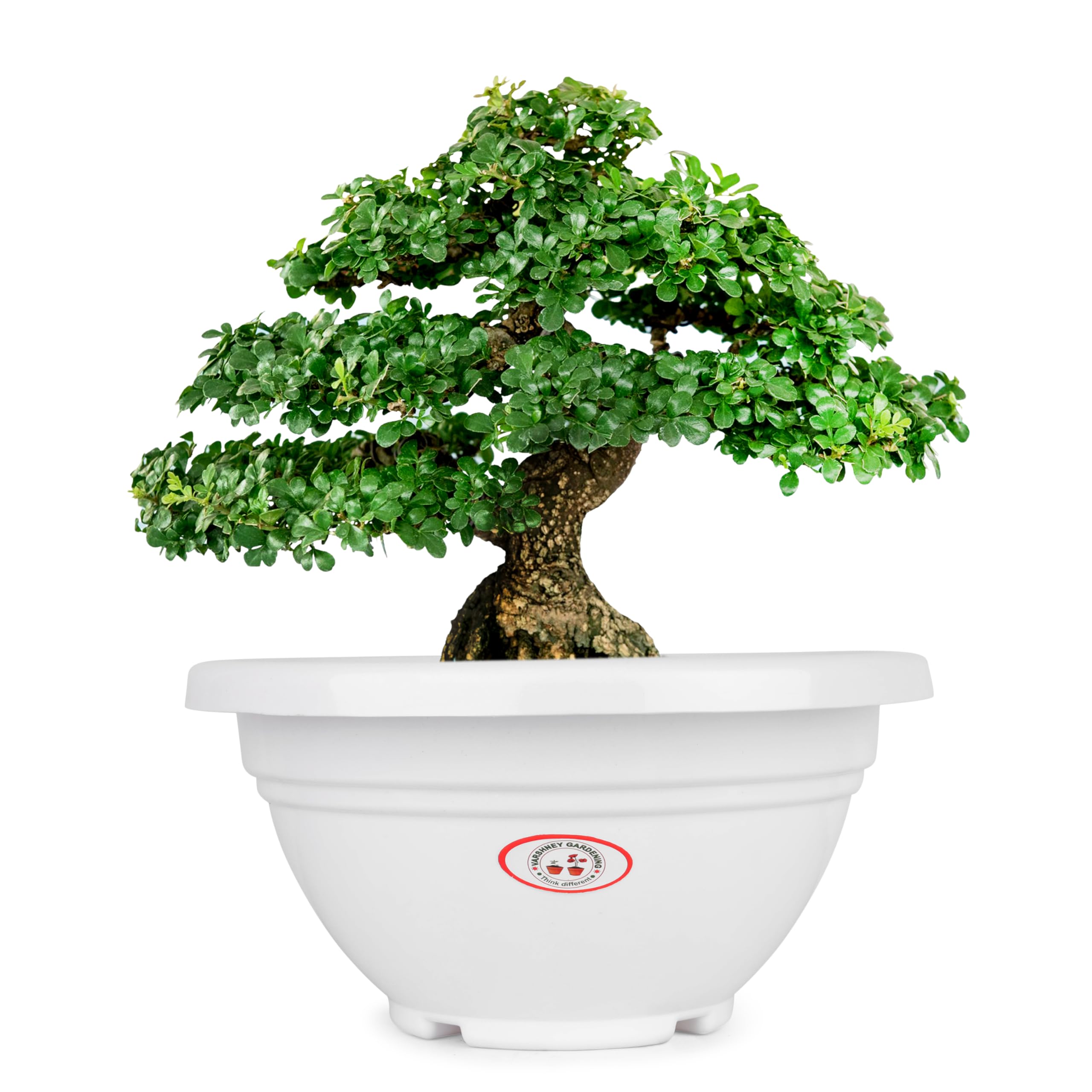 White Plastic Ovel Bonsai Pots for Indoor & Outdoor Plants, Planters, Flower Pots, Gamla Outdoor, Balcony, Home, Garden, Office Decor (D - 28 X H - 15 cm) Set of 2-image-1
