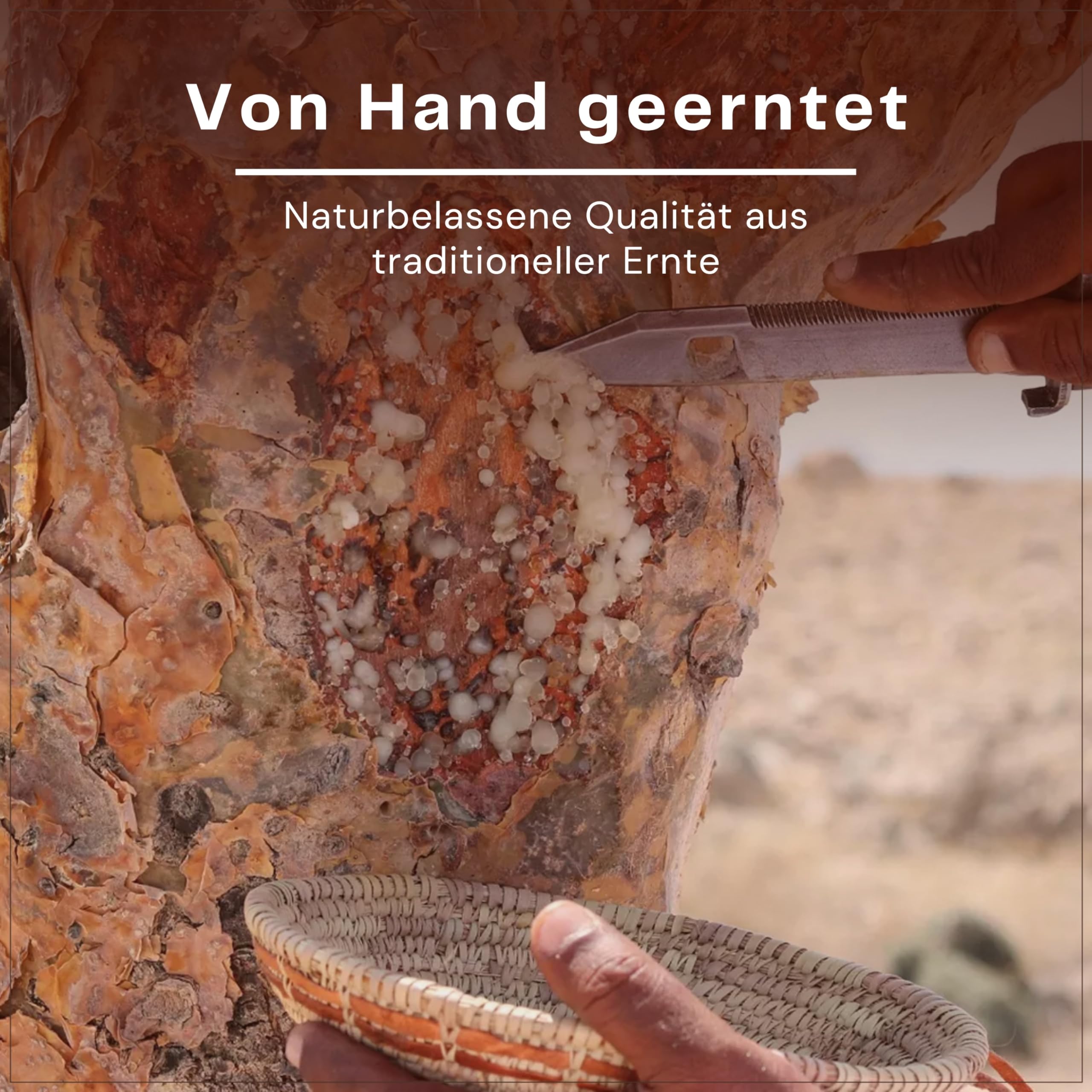 Premium Weihrauch Oman Al-Hojari Grad 3 – große Stücke – orange-braun – Boswellia Sacra – Direktimport 1. Qualität – 500g Packung (verfügbar von 20g bis 1000g)