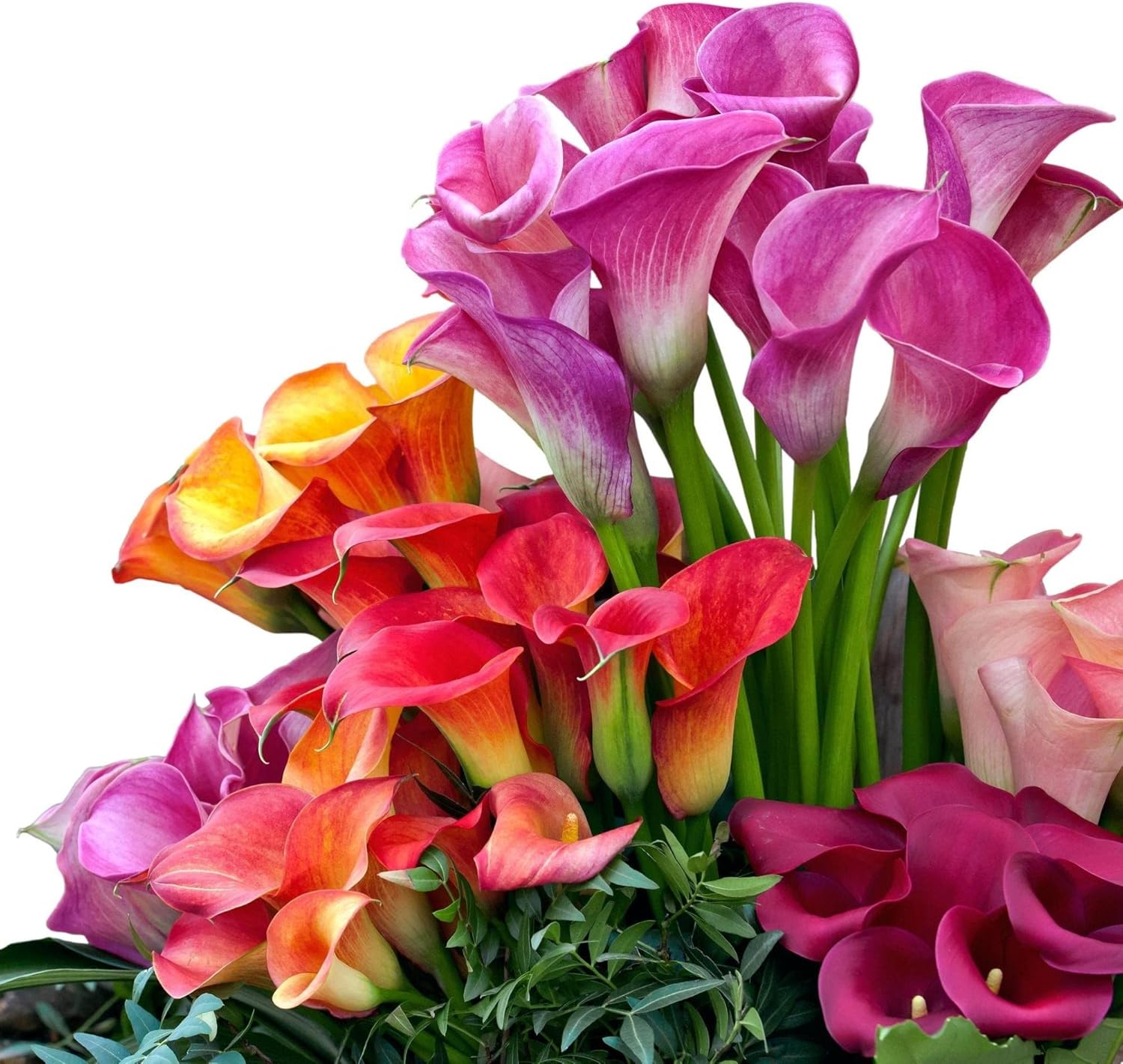 Easy to Grow Calla Lily Rainbow Mix 12 Bulbs - Colorful Flowers Blooms in Summer Sun Tropical Spring Planted