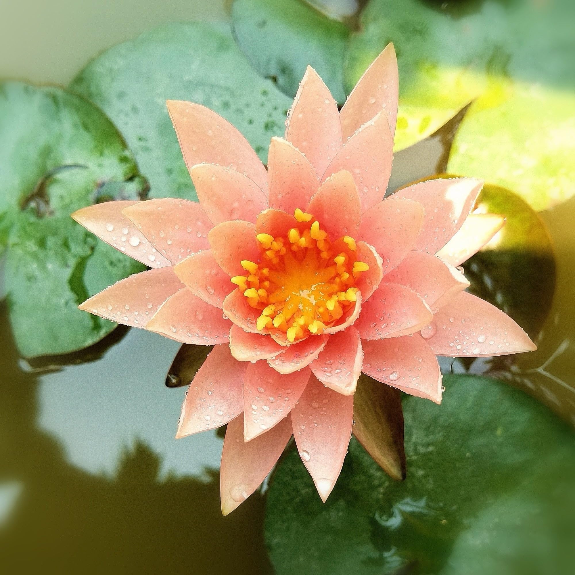 Lincolnshire Pond Plants Ltd - Barbara Dobbins Water Lily - Pond Plants - LW03-Loose Root