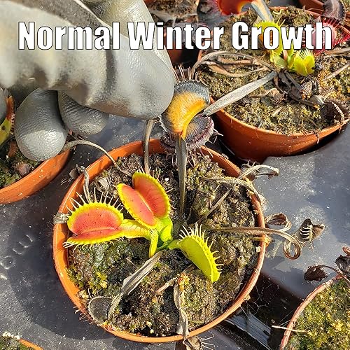 Miniatura 3 de Venus Flytrap 'B52' planta carnívora, Dionaea muscipula, llegada en vivo, planta adulta, maceta de 3" - Predatory Plants