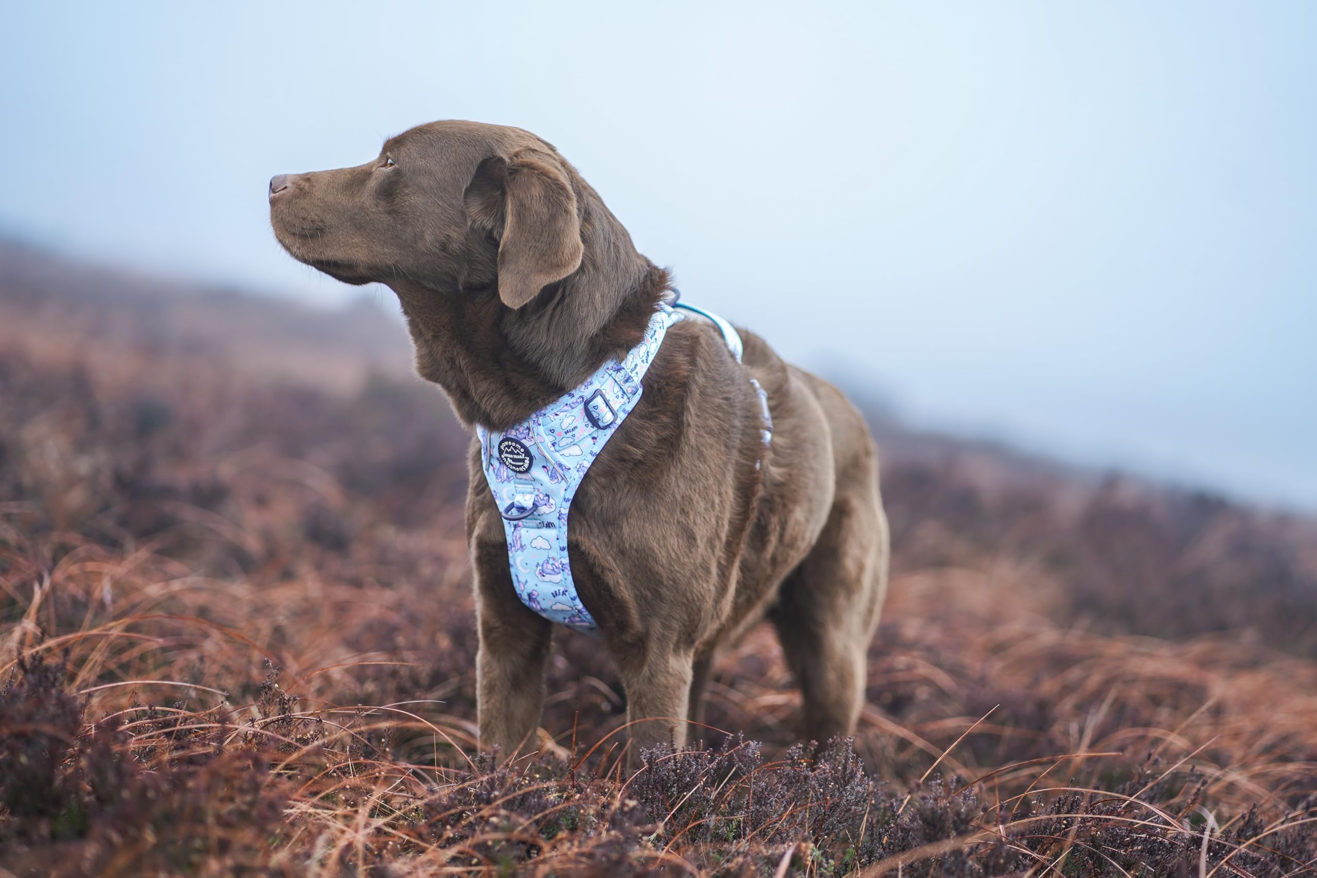 Pawsome Paws Boutique Eeyore - Arnés para Perro Grande Tough Trails – Arnés Ajustable con diseño de Disney sin tirones con Ribete Reflectante y Hebilla Resistente