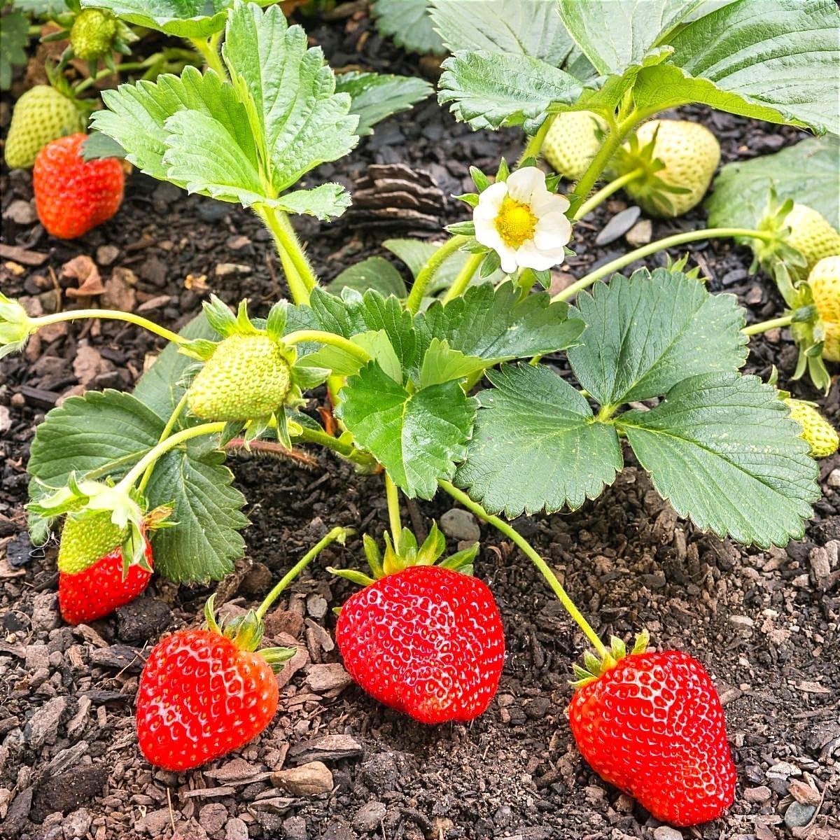 Fresh Strawberry Plant – Ready to Grow, Healthy Live Plant for Home Garden | Ideal for Pots, Planters & Balcony | Pack of 1 | Live Home Garden Outdoor Fruits Plants-image-46