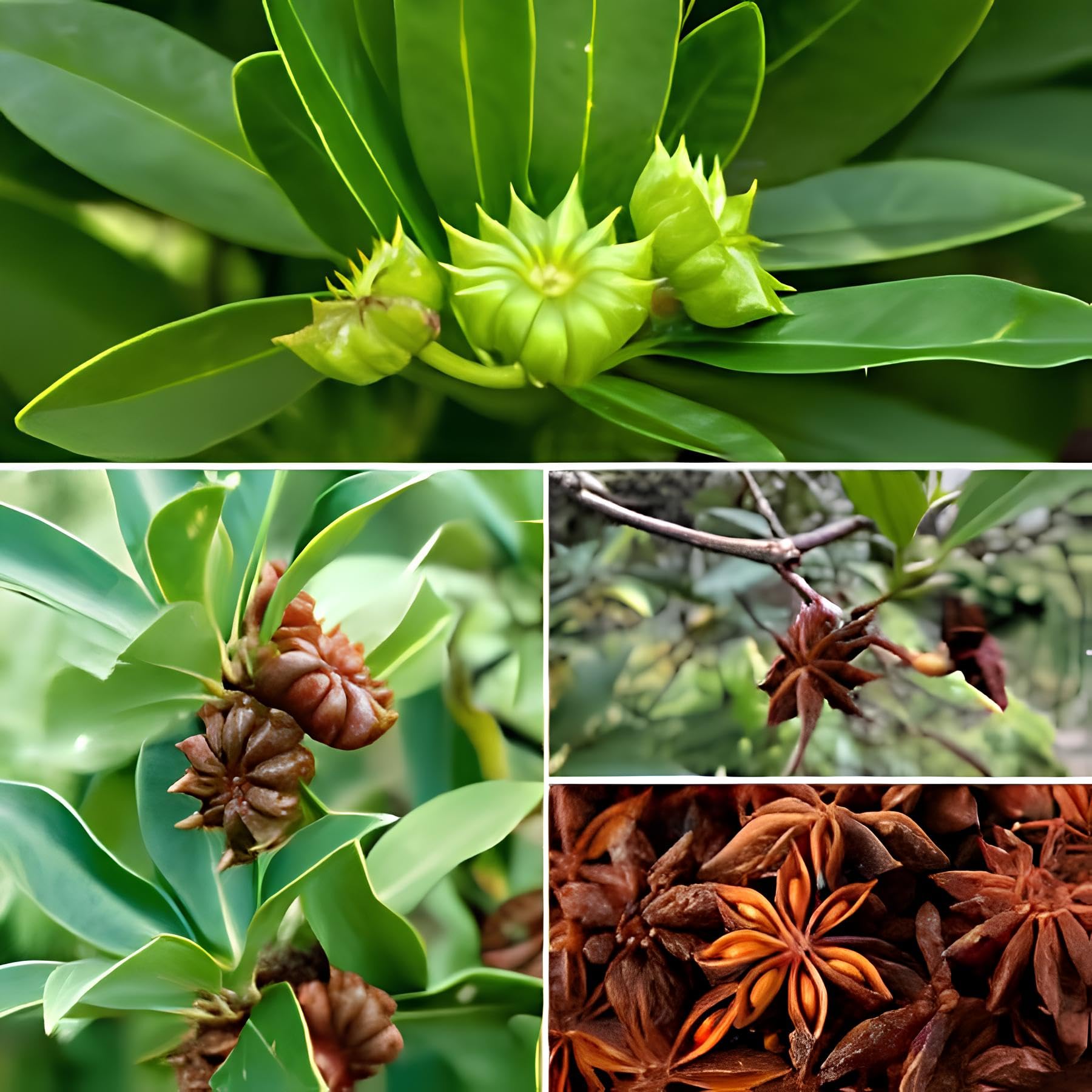 BlimBurn 25 Seeds- Illicium Verum, Chinese Star Anise Seeds, Staranise Bajiao- Grow All India-image-36