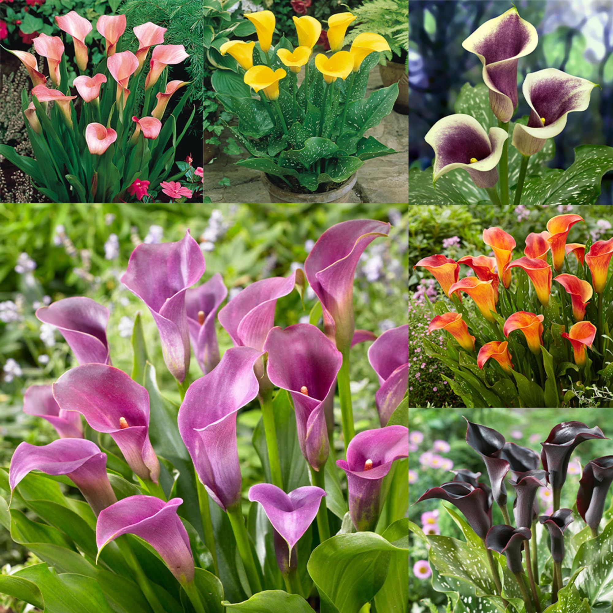 ANDHAGNAI Calla Lily MIx Flower Bulbs Grow All Season for Home Gardening Pack of 10 (B0CZ8TD1J2) Amazon Price History, Amazon Price Tracker