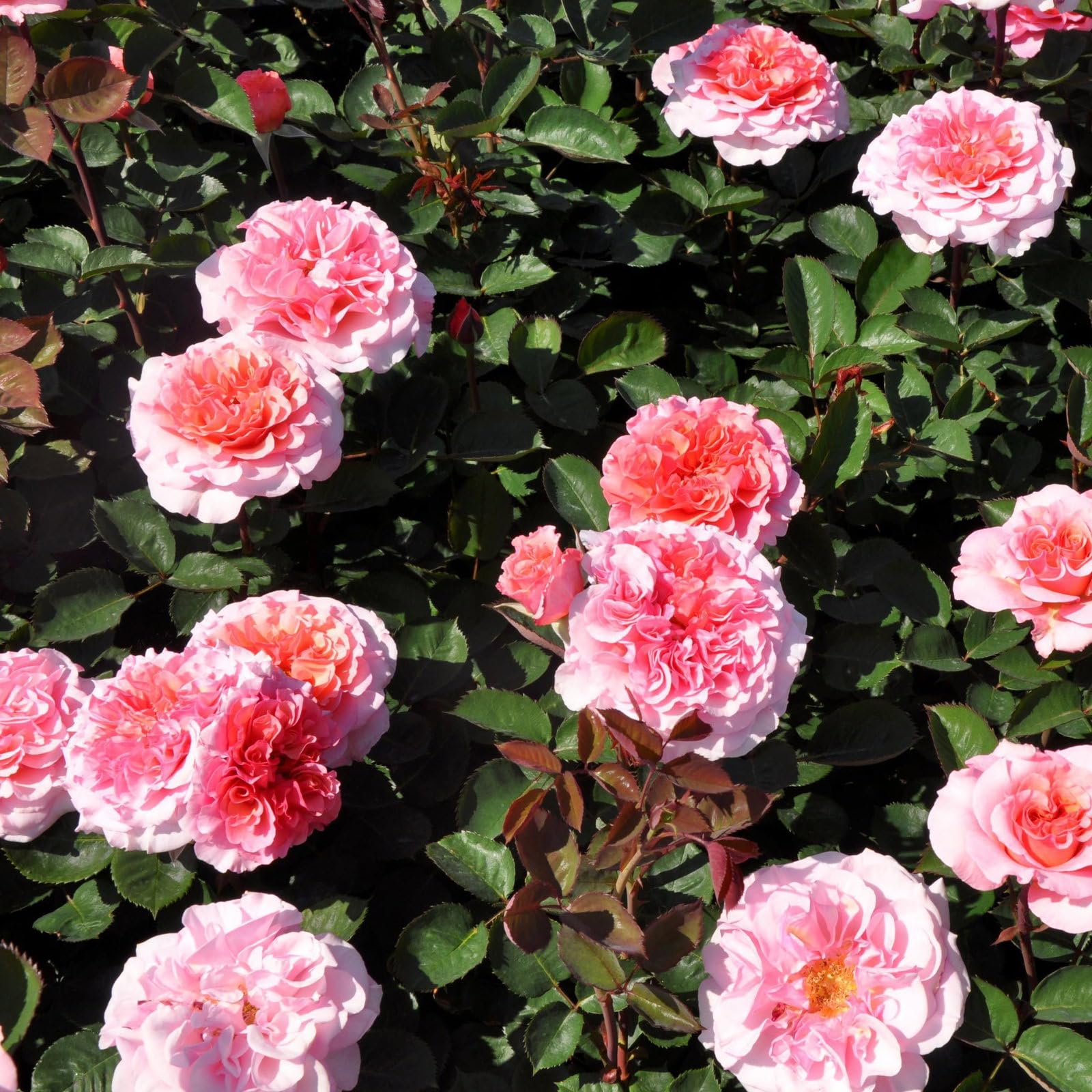 Stammrose 'Käthchen von Heilbronn'®, Edelrose, Stammhöhe 60cm, Topf 7,5 Liter