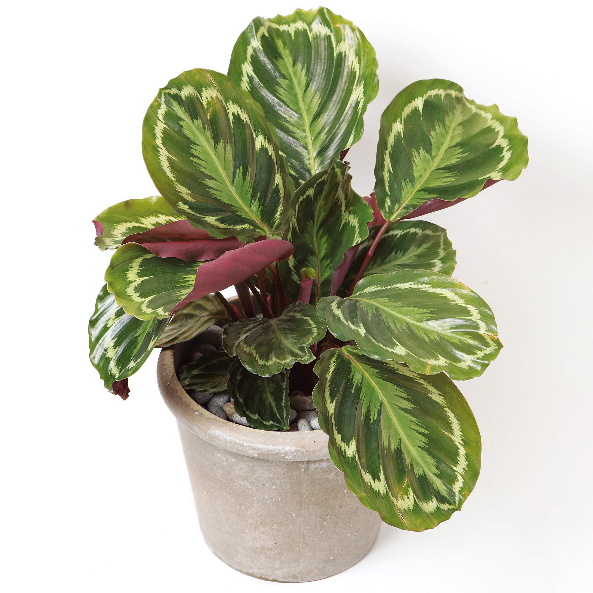 Calathea Medallion | Premium Indoor 30-40cm Potted Plant | Gift for Sale