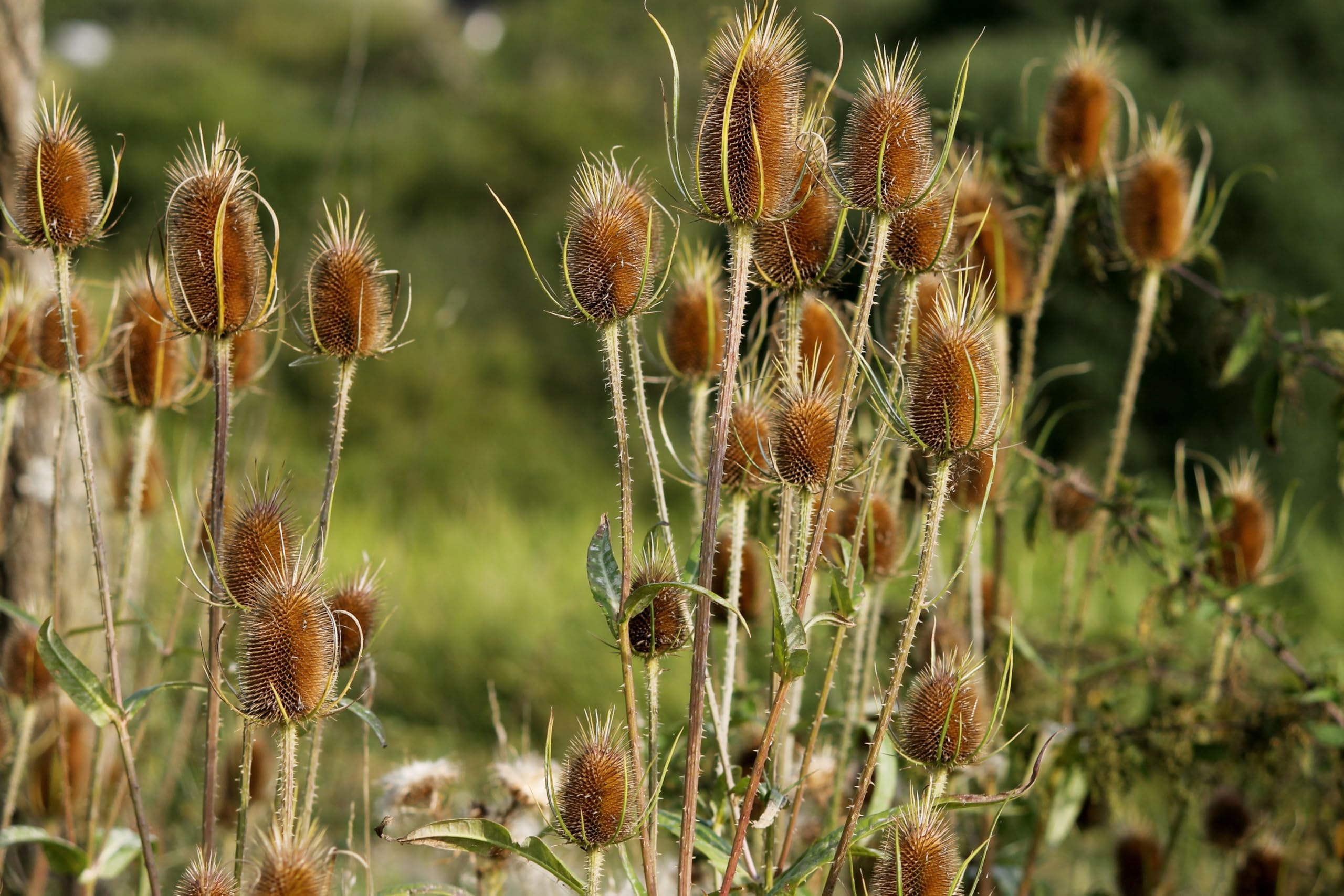 Wilde Karde (Dipsacus fullonum) Samen. Heilpflanze, z.B bei Borreliose. (10000 Samen = 29,0g)