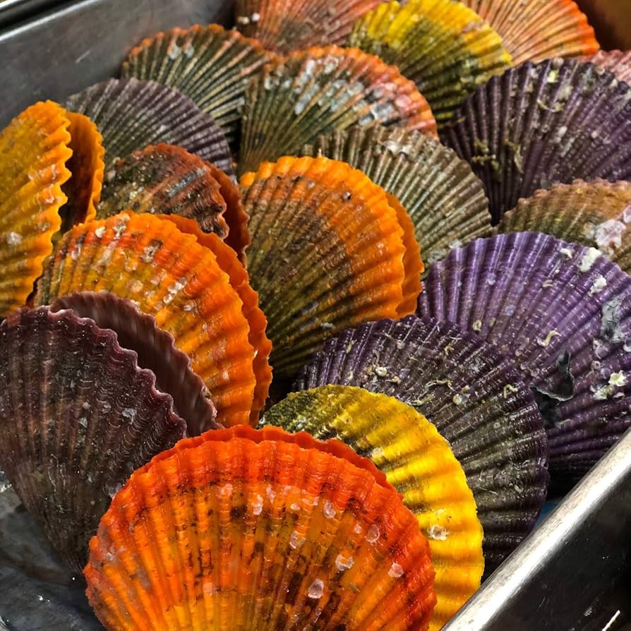 Amazon.co.jp: ヒオウギガイ 10枚（1枚50-100g前後）桧扇貝 緋