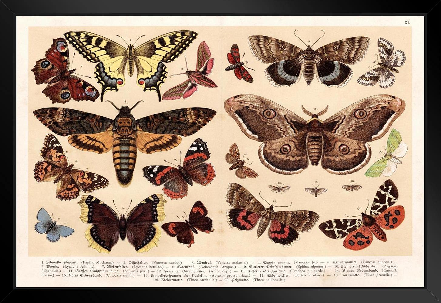 油絵　蛾 Amazon.co.jp: Moths and Butterflies 1888 ビンテージ イラスト 虫 壁