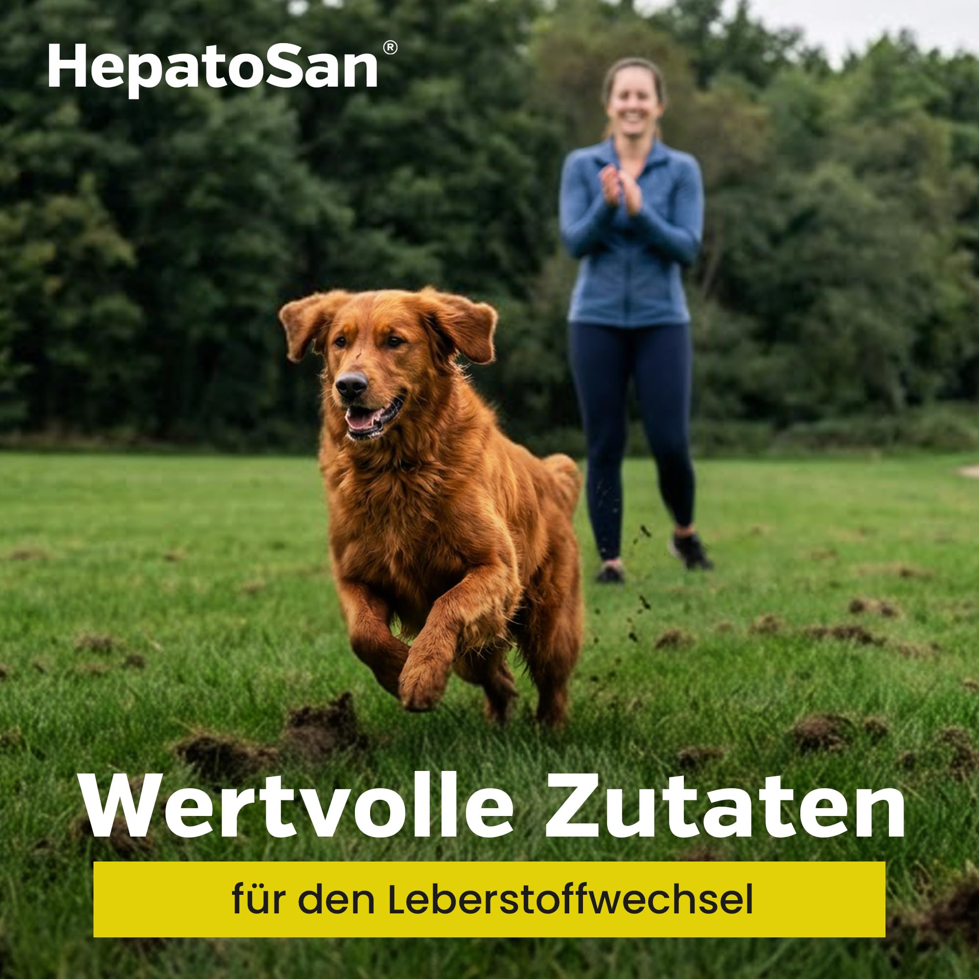 Alfavet HepatoSan 1600 - suplemento alimenticio para Perros - Ayuda al metabolismo hepático - 120 tabletas de 1600mg