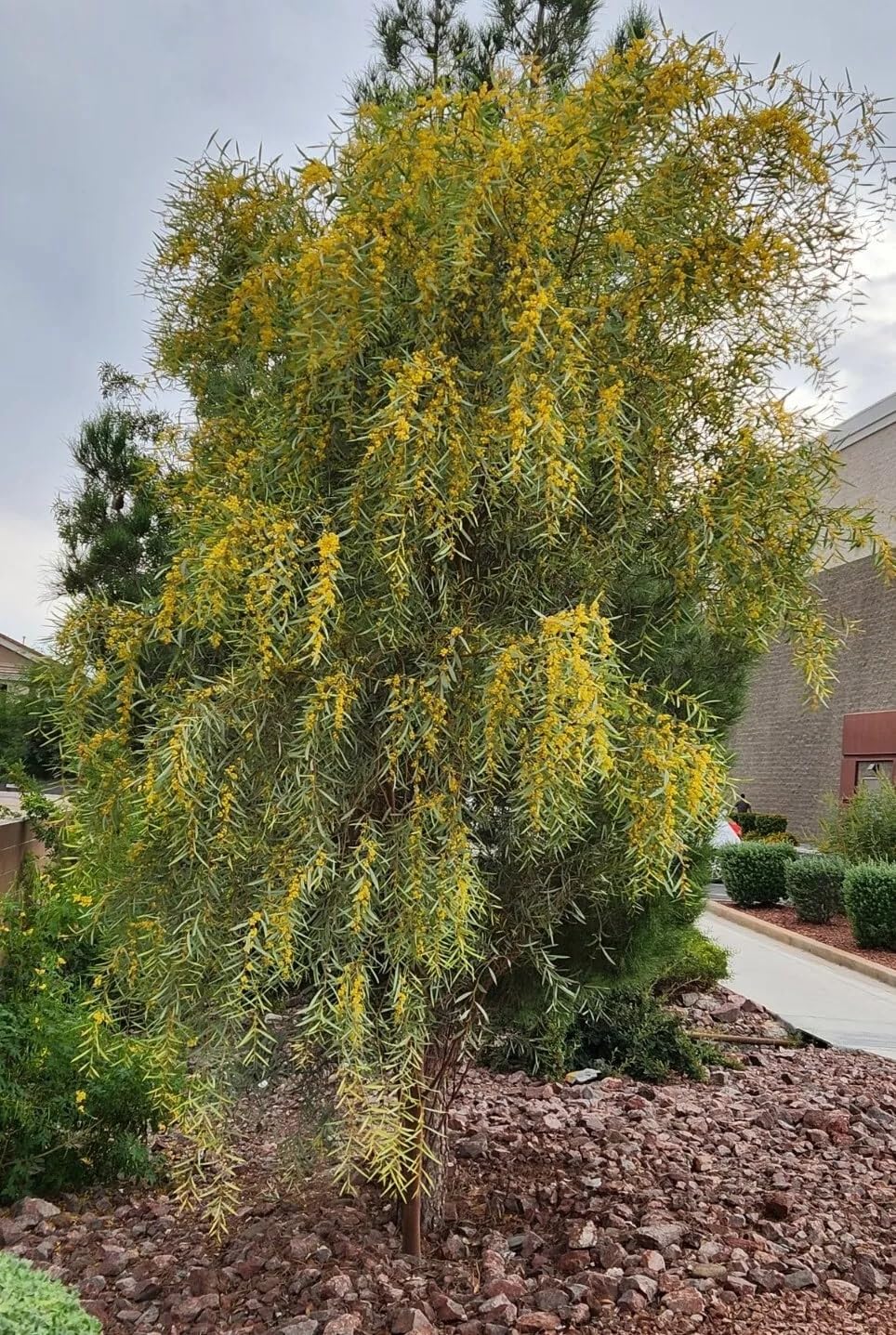Amazon.com : Acacia Saligna (Orange Wattle) Seeds - 25 Seeds - Australian  Golden Wattle : Patio, Lawn & Garden