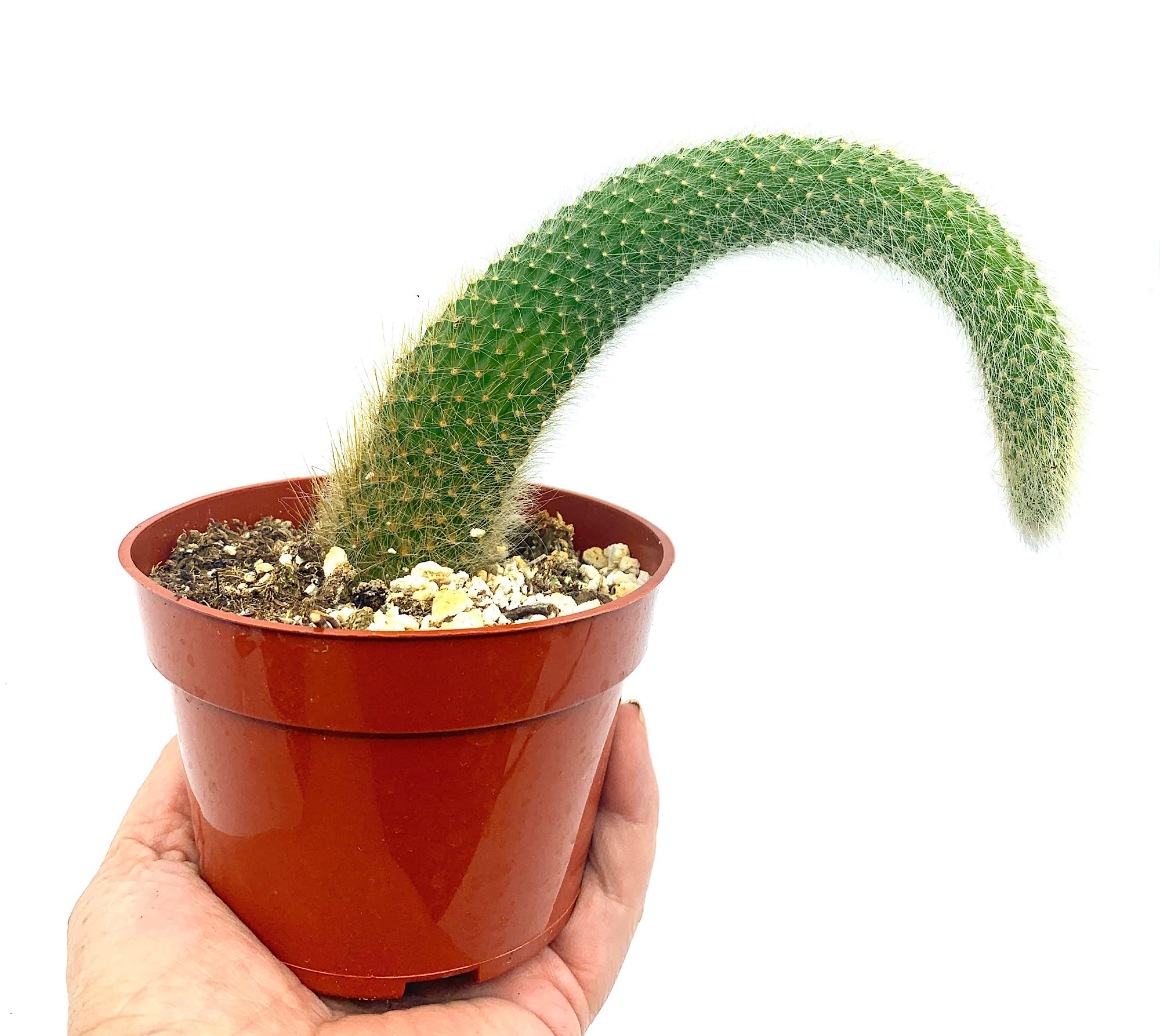 Succulent Addiction 4 Monkey Tail Cactus