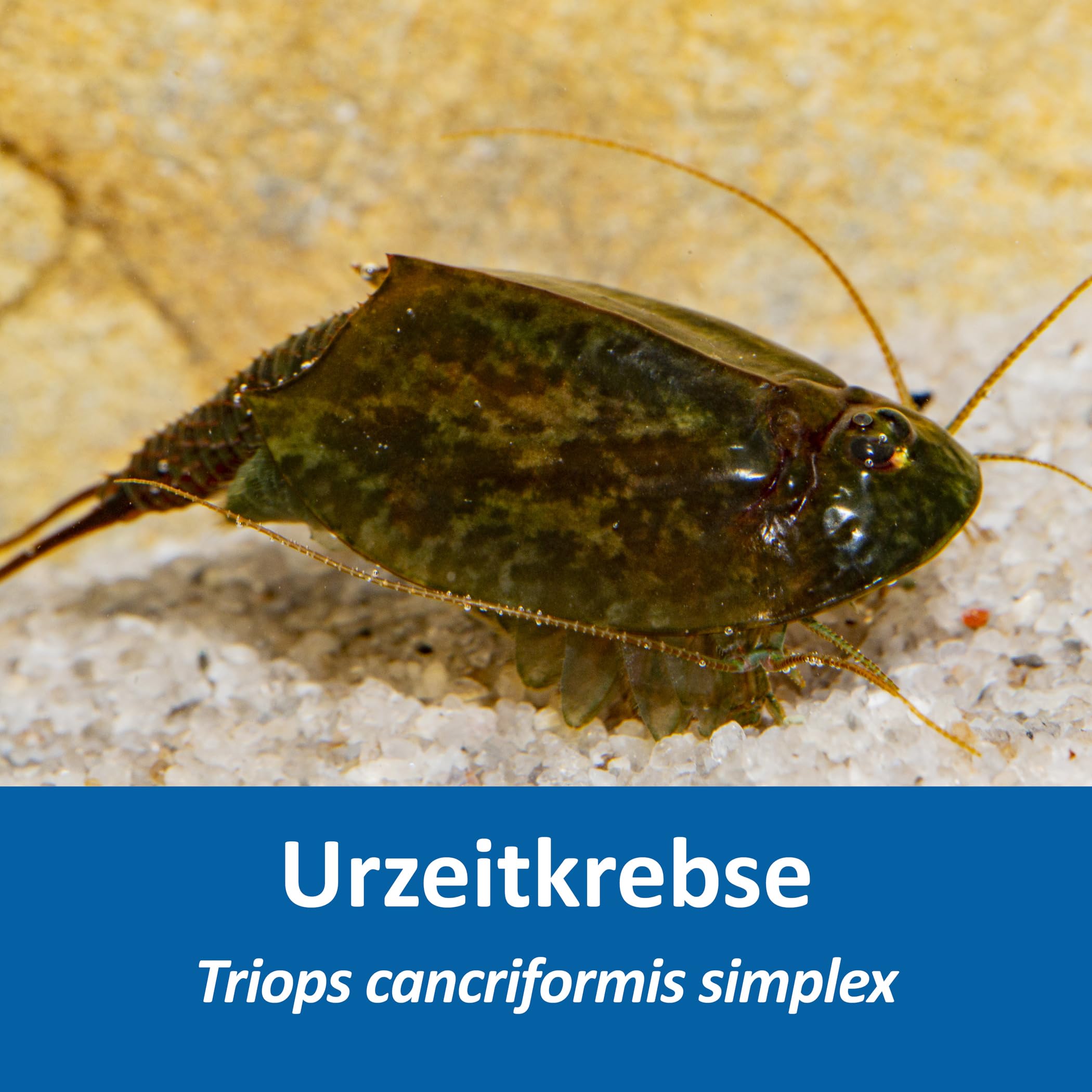 Triops cancriformis simplex Komplettset mit Urzeitkrebseiern: 6 l Aquarium, Zuchtansatz, Filter, Luftpumpe, Zubehör, Futter und Anleitung,