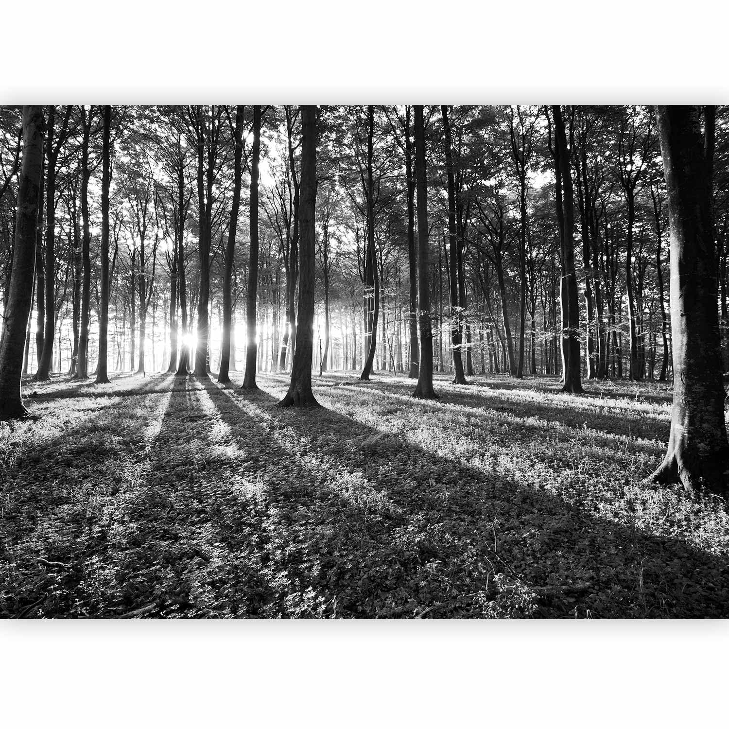 murando Premium Photo Wallpaper 350x256 cm / 138"x97" Non-Woven Premium Art